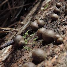 Attēlu rezultāti vaicājumam “Lycogala conicum spores”