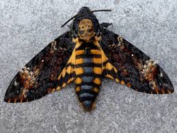 Attēlu rezultāti vaicājumam “Sphingidae”