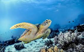 Image result for Chelonia mydas