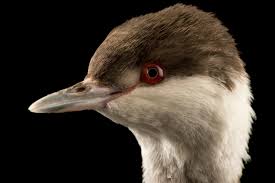 Image result for Podiceps auritus