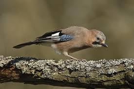 Attēlu rezultāti vaicājumam “Garrulus glandarius”