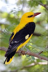 Attēlu rezultāti vaicājumam “Oriolus oriolus male”