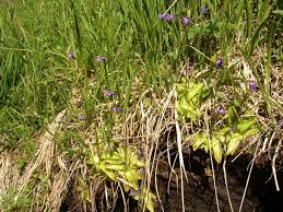 Attēlu rezultāti vaicājumam “Pinguicula vulgaris fruit”