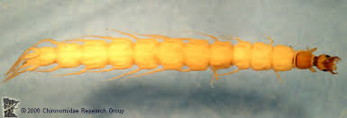 Attēlu rezultāti vaicājumam “Gyrinidae”