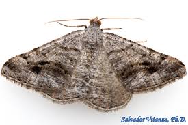 Attēlu rezultāti vaicājumam “Geometridae”