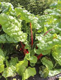 Image result for Beta vulgaris