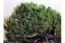 Attēlu rezultāti vaicājumam “Dicranum flagellare”