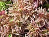 Attēlu rezultāti vaicājumam “Sphagnum magellanicum”