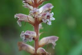 Attēlu rezultāti vaicājumam “Orobanche coerulescens bud”