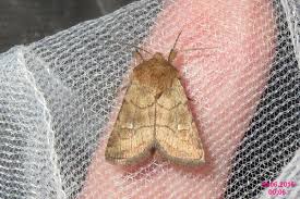 Attēlu rezultāti vaicājumam “Eriopygodes imbecilla”