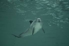 Image result for Phocoena phocoena