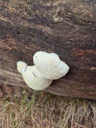 Attēlu rezultāti vaicājumam “Reticularia lycoperdon young”