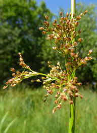 Attēlu rezultāti vaicājumam “Juncus conglomeratus fruit”