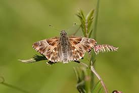 Attēlu rezultāti vaicājumam “Carcharodus floccifera upperside”
