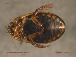 Attēlu rezultāti vaicājumam “Acilius sulcatus male”