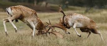 Attēlu rezultāti vaicājumam “Dama dama”