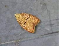 Attēlu rezultāti vaicājumam “Acleris forsskaleana”