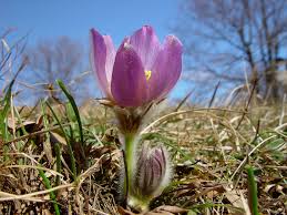 Image result for Kuhschelle