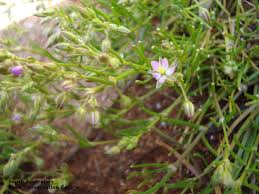 Attēlu rezultāti vaicājumam “Spergularia marina”