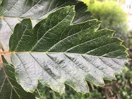 Attēlu rezultāti vaicājumam “Sorbus intermedia leaf”