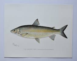 Image result for Coregonus oxyrinchus