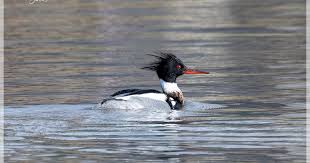 Attēlu rezultāti vaicājumam “Mergus serrator”