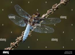 Attēlu rezultāti vaicājumam “Libellula depressa male”