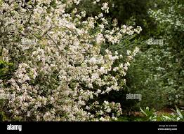 Attēlu rezultāti vaicājumam “Malus prunifolia”