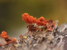 Attēlu rezultāti vaicājumam “Metatrichia vesparia”