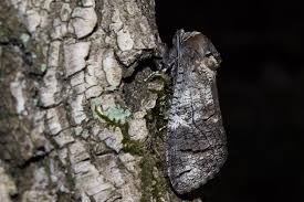 Attēlu rezultāti vaicājumam “Cossus cossus imago”