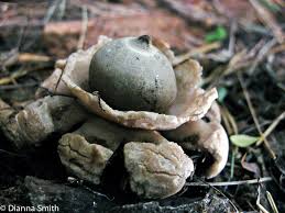 Attēlu rezultāti vaicājumam “Geastrum”