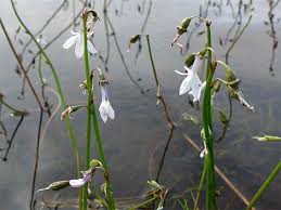 Attēlu rezultāti vaicājumam “Lobelia dortmanna bud”