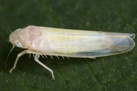 Attēlu rezultāti vaicājumam “Edwardsiana geometrica”