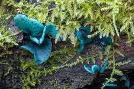 Attēlu rezultāti vaicājumam “Chlorociboria aeruginascens”