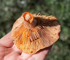 Attēlu rezultāti vaicājumam “Lactarius”