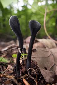 Attēlu rezultāti vaicājumam “Geoglossum sp.”