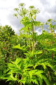Attēlu rezultāti vaicājumam “Heracleum sosnowskyi flower”