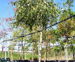 Attēlu rezultāti vaicājumam “Betula pendula Youngii”