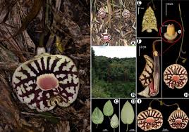 Attēlu rezultāti vaicājumam “Aristolochiaceae”