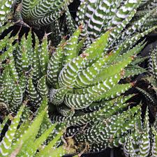 Image result for Haworthia