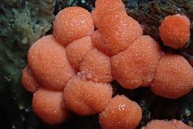 Attēlu rezultāti vaicājumam “Tubifera sp.”