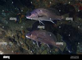 Image result for Sciaena umbra