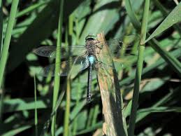 Attēlu rezultāti vaicājumam “Anax parthenope”