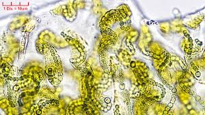 Attēlu rezultāti vaicājumam “Nostoc pruniforme”