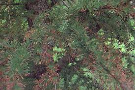 Attēlu rezultāti vaicājumam “Larix kaempferi female flower”