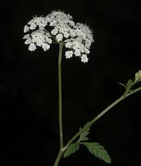 Attēlu rezultāti vaicājumam “Torilis japonica fruit”