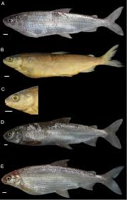 Image result for Coregonus artedi