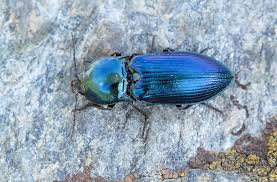 Attēlu rezultāti vaicājumam “Selatosomus aeneus”