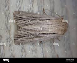 Attēlu rezultāti vaicājumam “Leucania comma”