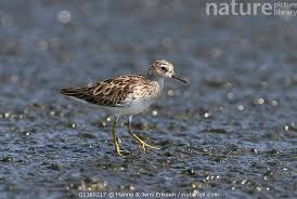 Image result for Calidris subminuta